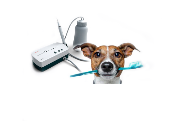 Ультразвуковая чистка зубов у собак (от 11 до 25 кг)