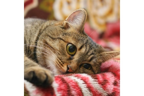 Родовспоможение кошки при экстренных течениях родов кесорево