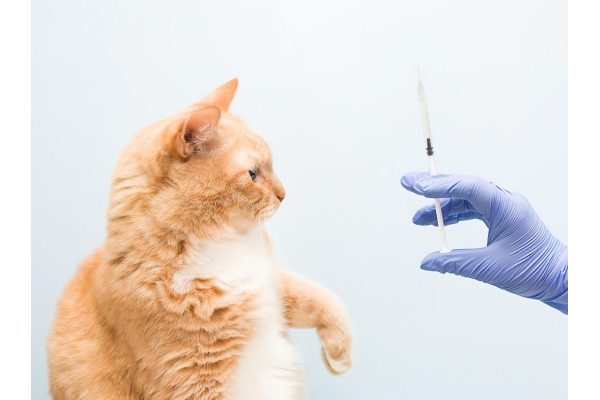 Ежегодная вакцинация кошек