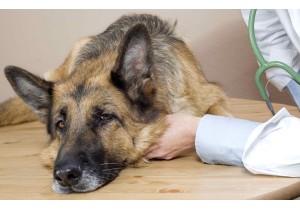 Стерилизация собаки (трубная окклюзия)