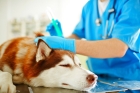 Первичная вакцинация собак