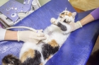 УЗИ лимфатической системы  кошек (1 узел)