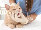 Удаление зубов у кошек