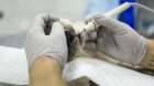 Лечение зубов у кошек