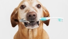 Ультразвуковая чистка зубов у животных  