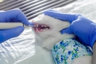 Ультразвуковая чистка зубов у кошек