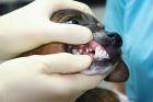 Ультразвуковая чистка зубов у собак (от 26 до 45 кг)