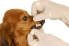Ультразвуковая чистка зубов у собак (более 45 кг)